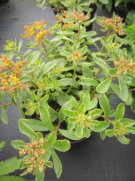 Buntlaubiges Fettblatt 1